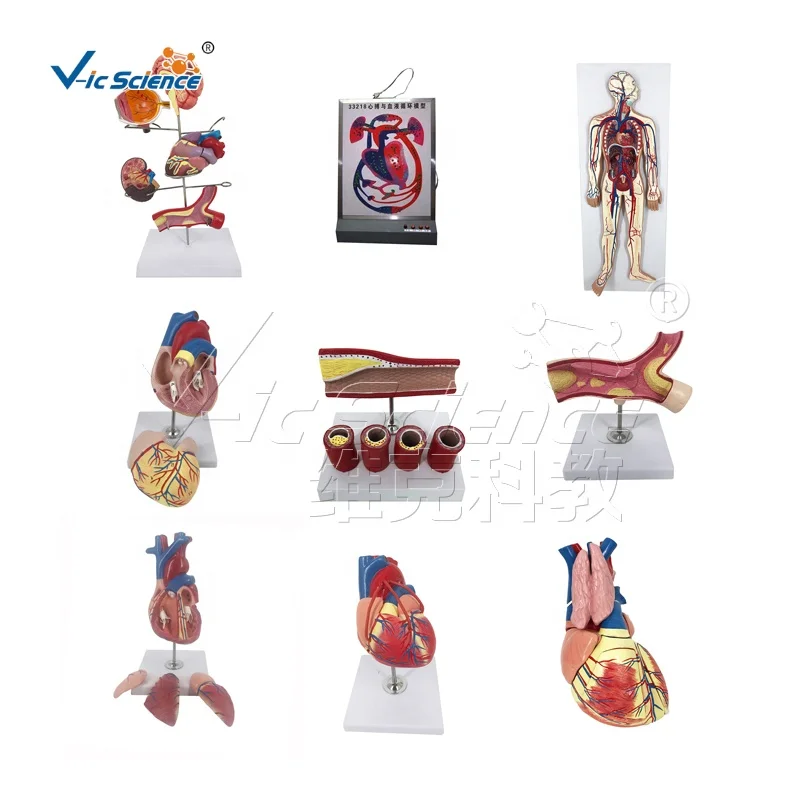 pregnancy pelvis with mature fetus 2 parts  female pelvis anatomic model modelos de