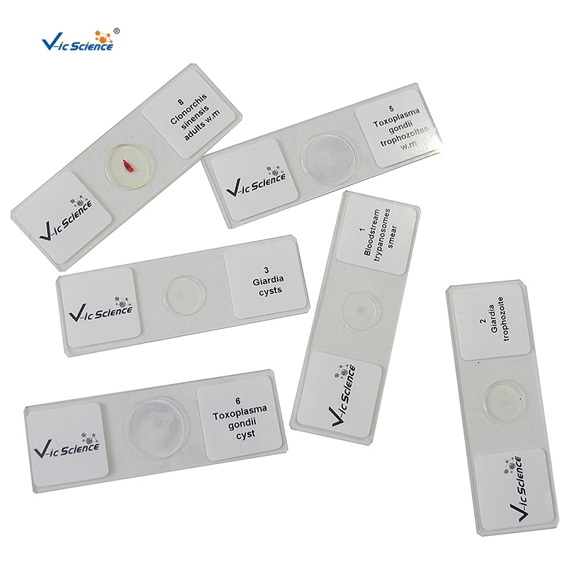50 pieces of teaching equipment prepare slides for medical students studying medical parasitology