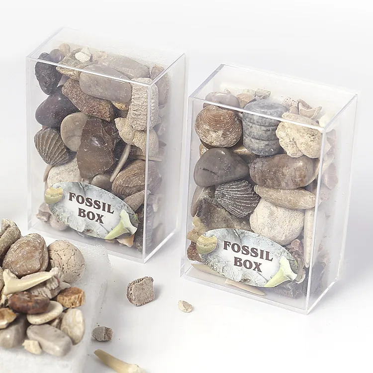 Mixed fossil Box ore specimens of the popular science museum of minerals and rocks teaching gravel specimen materials