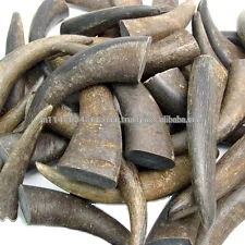 Indian NATURAL Buffalo Horn Solid Tip From 10 cm to 40 cm for Sale Authentic Raw Material Supply Chain