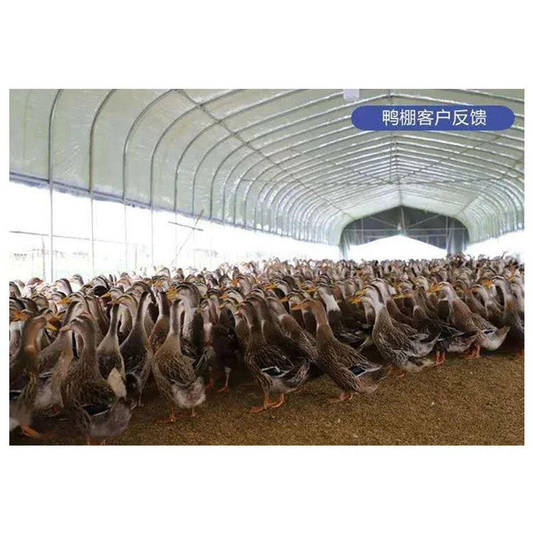 Prefab steel structure chicken shed low poultry farm shed cost poultry farm building design