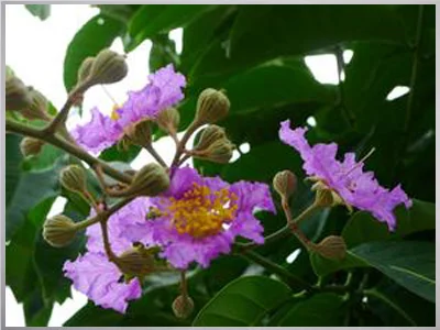 good price Banaba LEAF  extract corosolic acid 1% 2% 3% 10%-60%