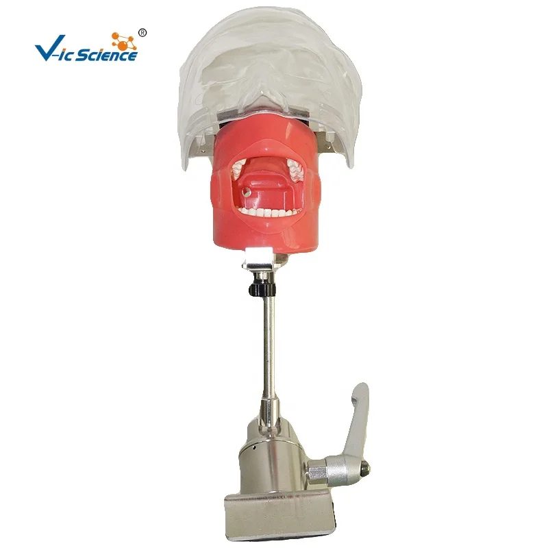 Top quality dental head mannequin dental phantom head simulator phantom head simulator dental human teeth model medical science education model