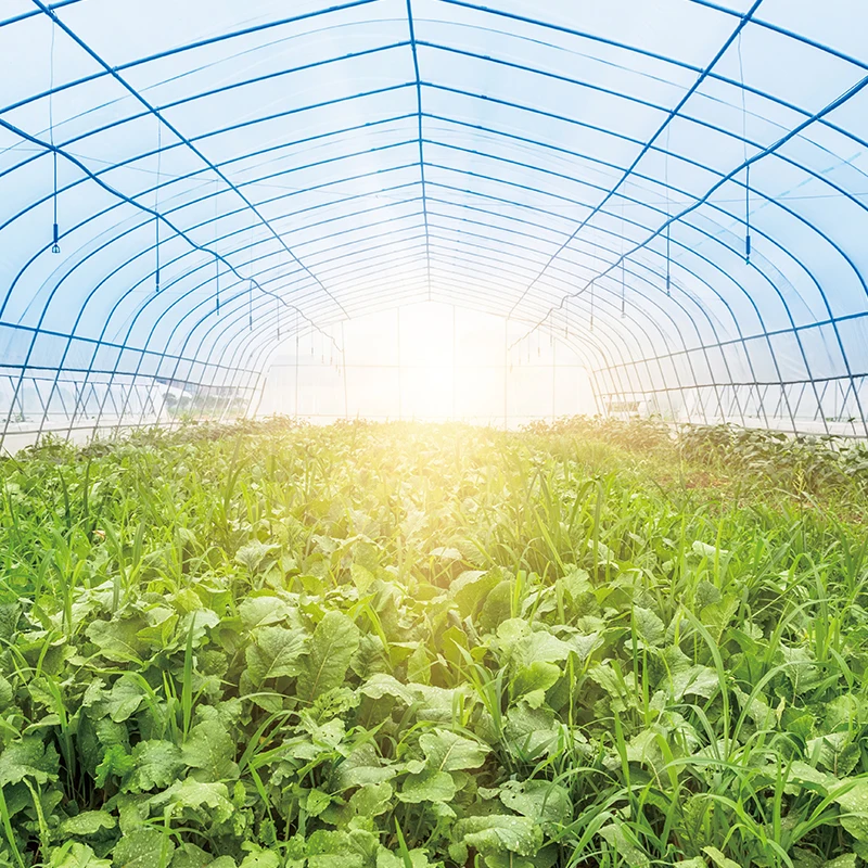 Hot Sales Eco-Friendly Rectangle Plastic Nursery Rice Paddy Seedling Tray