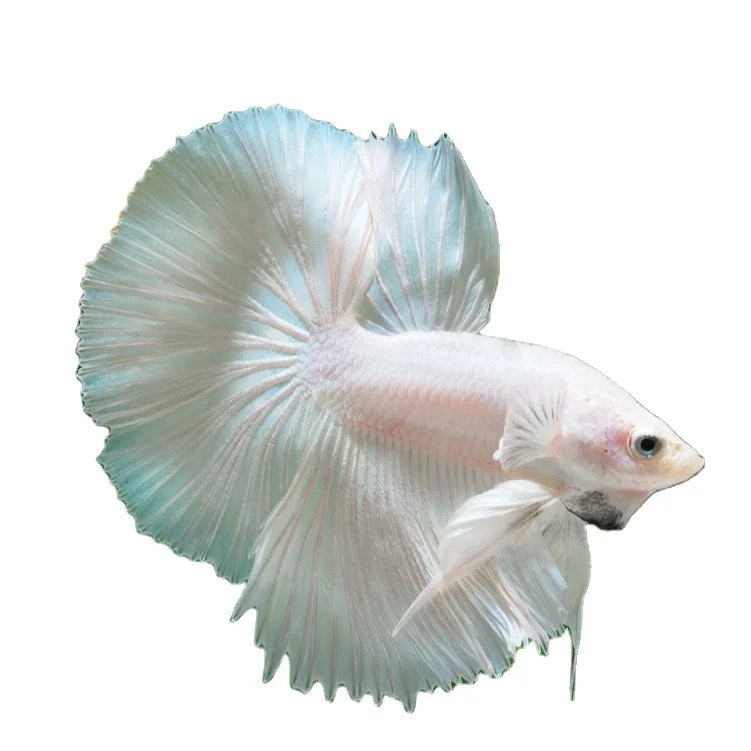 
HALFMOON WHITE PLATINUM- Multicolor Thailand Betta Fish Premium Quality Plakat Siamese Fighting Fish Ornamental Aquariums 