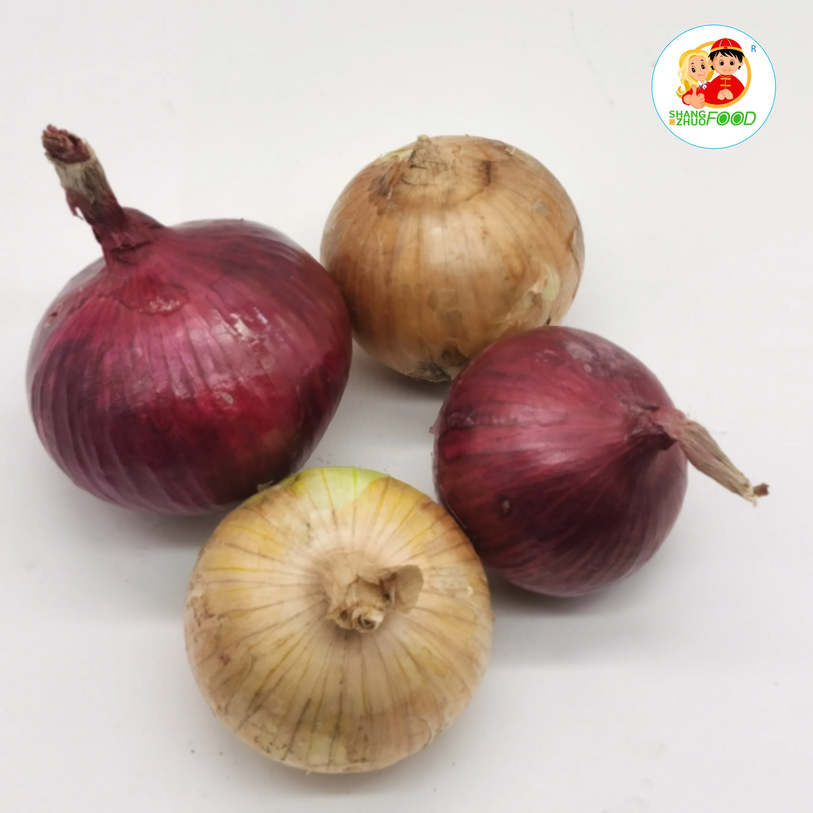 New crop fresh onion very good quality export to Nertherlands