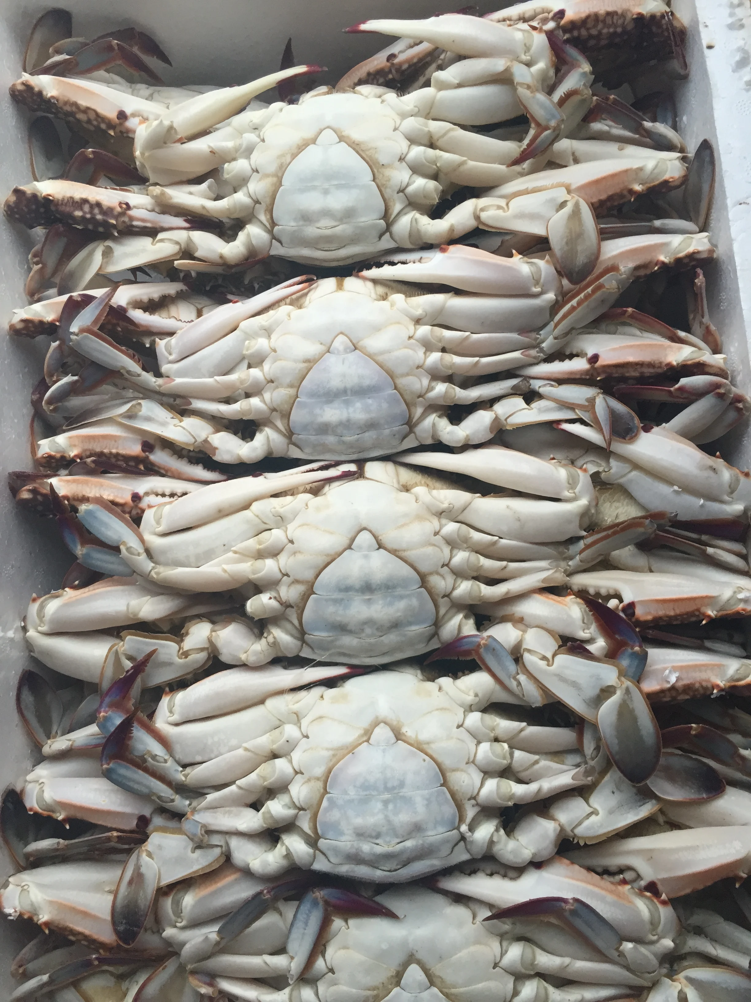 Все замороженные синий краб плавания