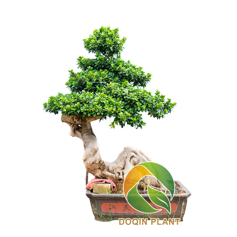 
 Уличный Детский натуральный фикус, дерево, корень воздуха, фикус, Microcarpa дерево, Китай  