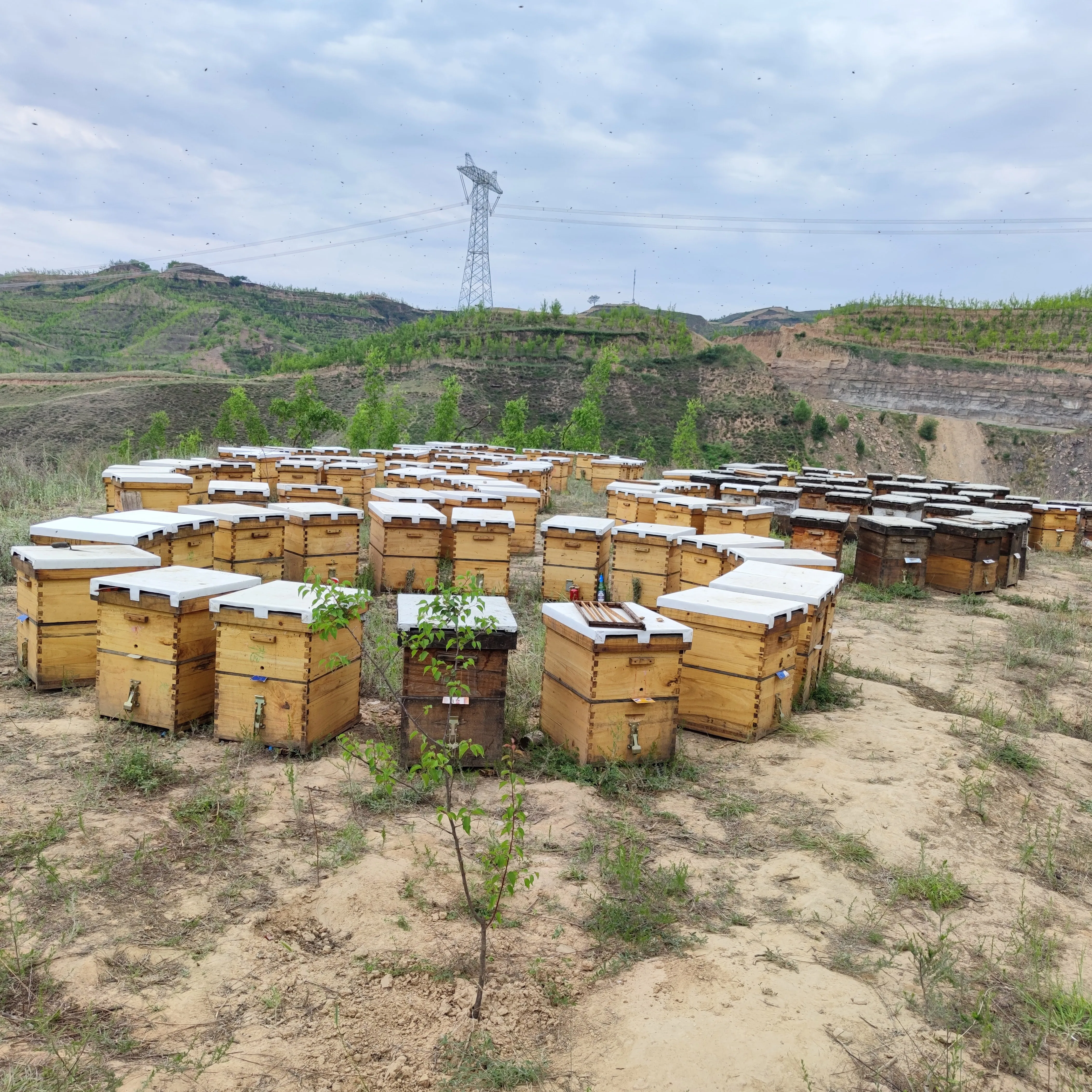 Mature Comb Honey from China raw honeycomb
