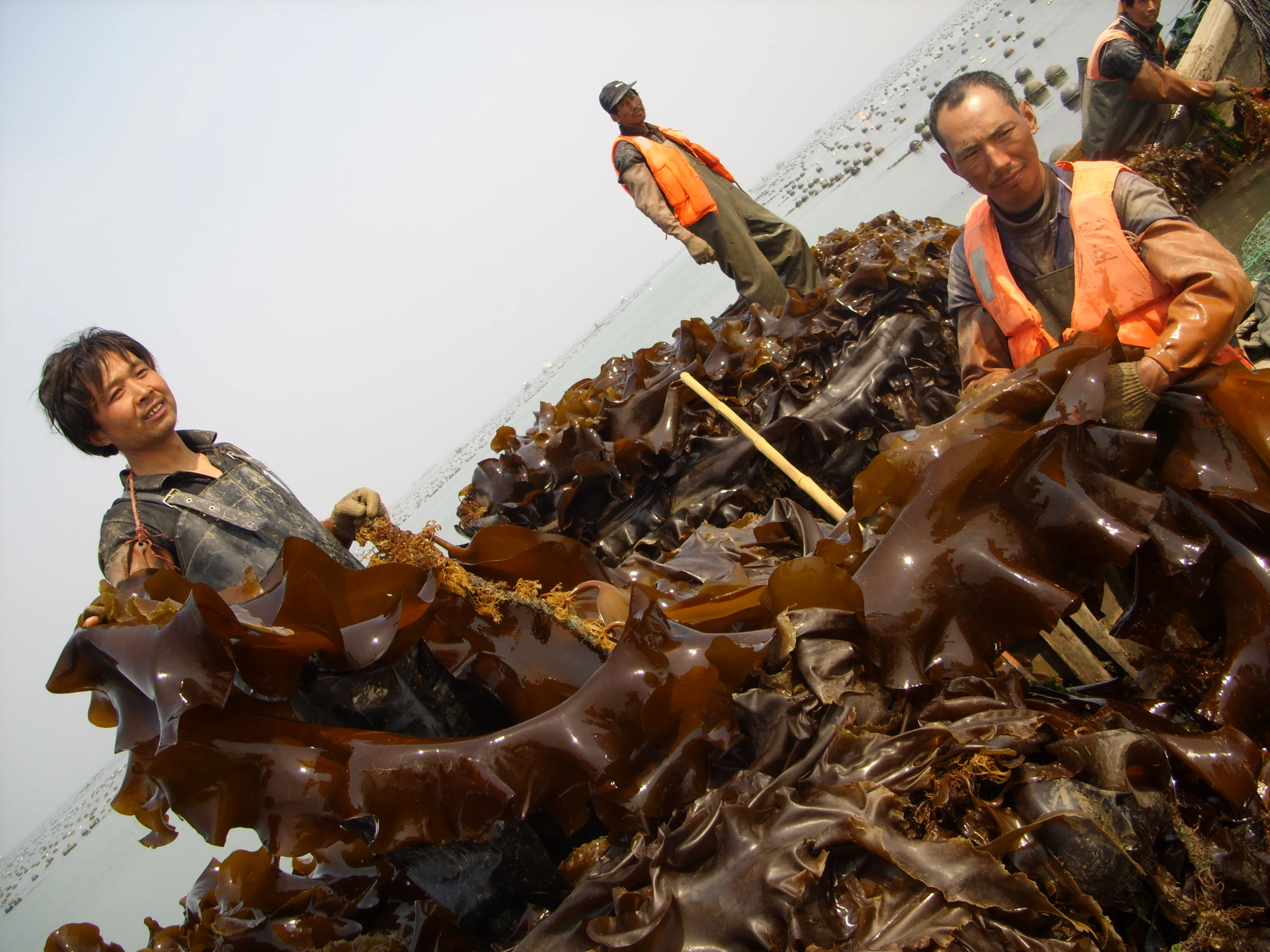 Dried laminaria kelp wakame seaweed growing kelp suppliers in china