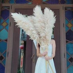 Wholesale High Fluffy Pampas Grass wall christmas tree white/pink Pampas Reed Grass dried flower Wedding Decorations Boho Decor