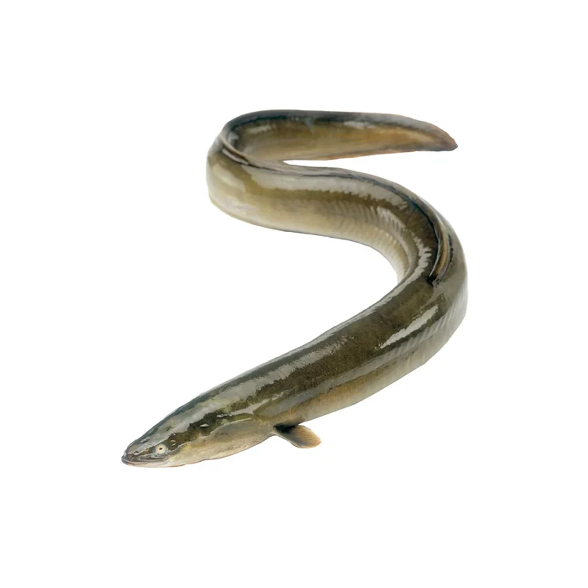 Top Selling Cheap Price Supplier From Bangladesh Frozen Yellow Conger Eel Seafood Fish At Wholesale Price With Fast Shipping