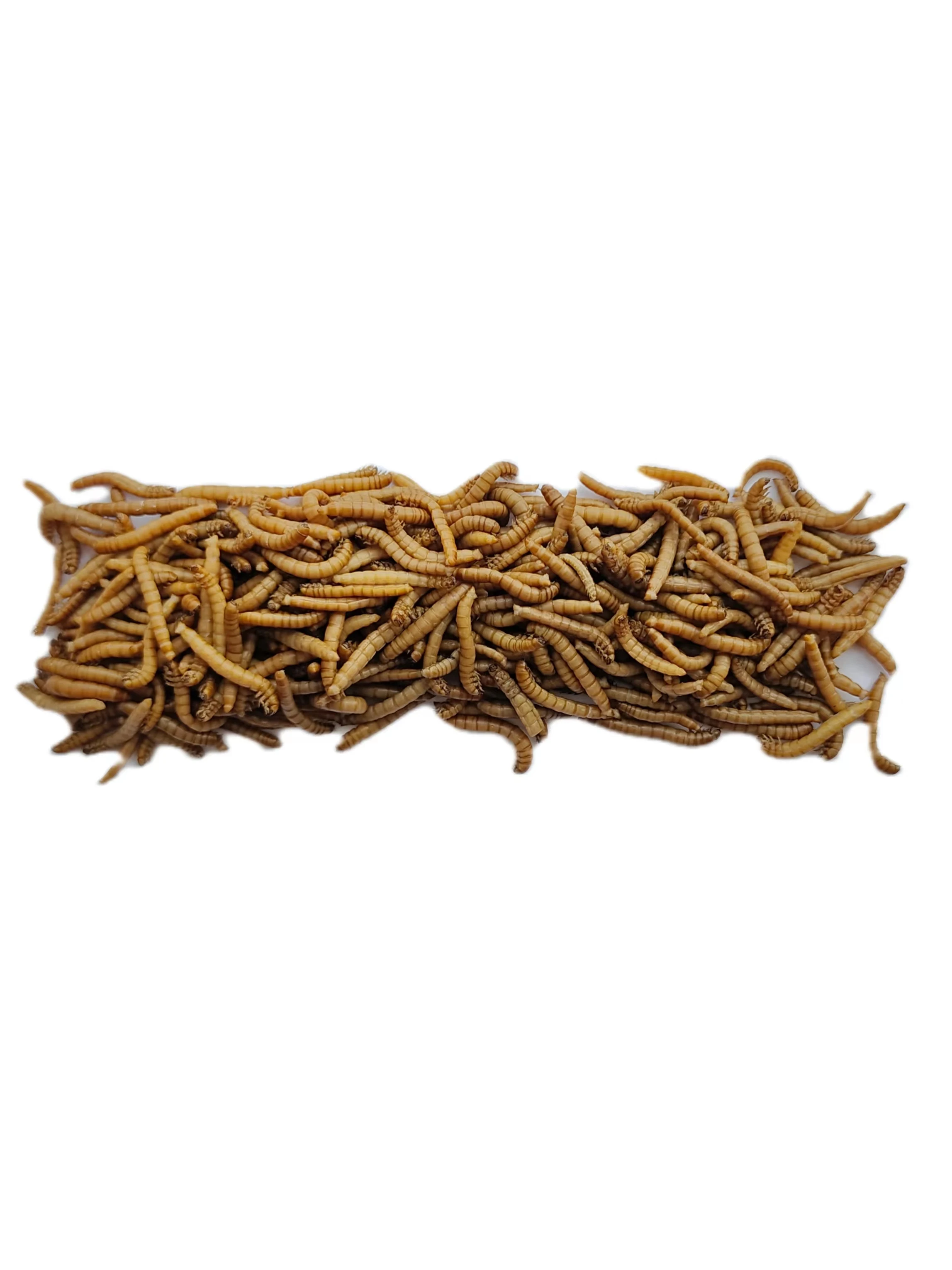 factory price high protein from animal worm fresh mealworm for cattle chicken lizard bird