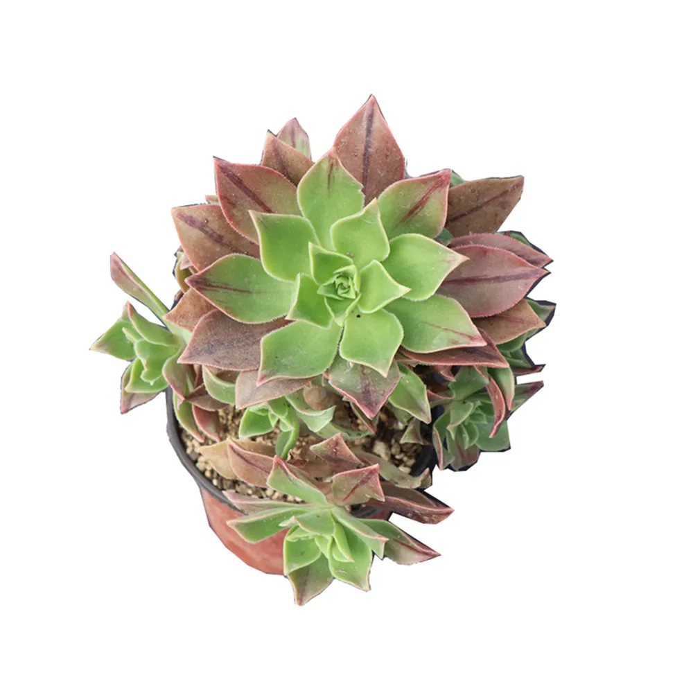 Factory nursery Cold flame rare succulent plants live natural home decor with top selling