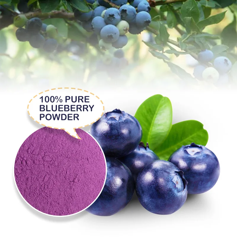 GMP-055 Wholesale Pure nature blueberry extract anthocyanin bilberry extract powder