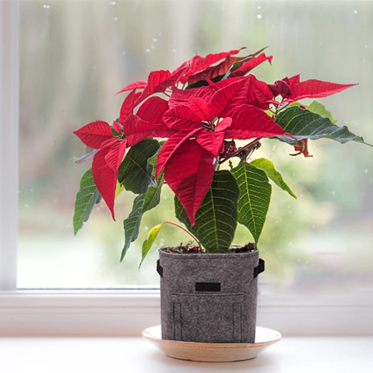 
Outdoor Garden Handle 5 7 10 Gallon Customized Vegetable Potato Mushroom Non Woven Fabrics Pots Plant Grow Bags 