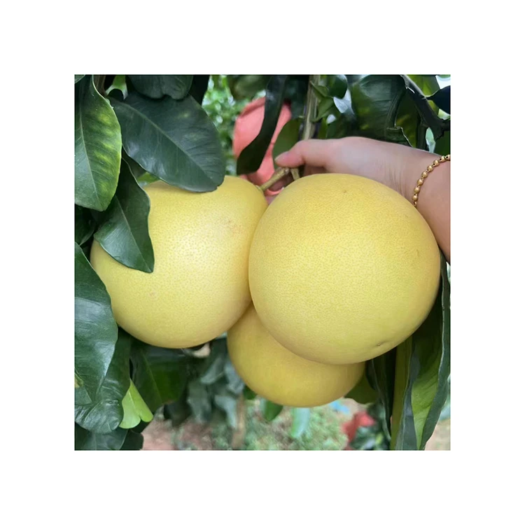 Китайский 2024 новый сезон свежий медовый красный сочный поставщик Pomelo