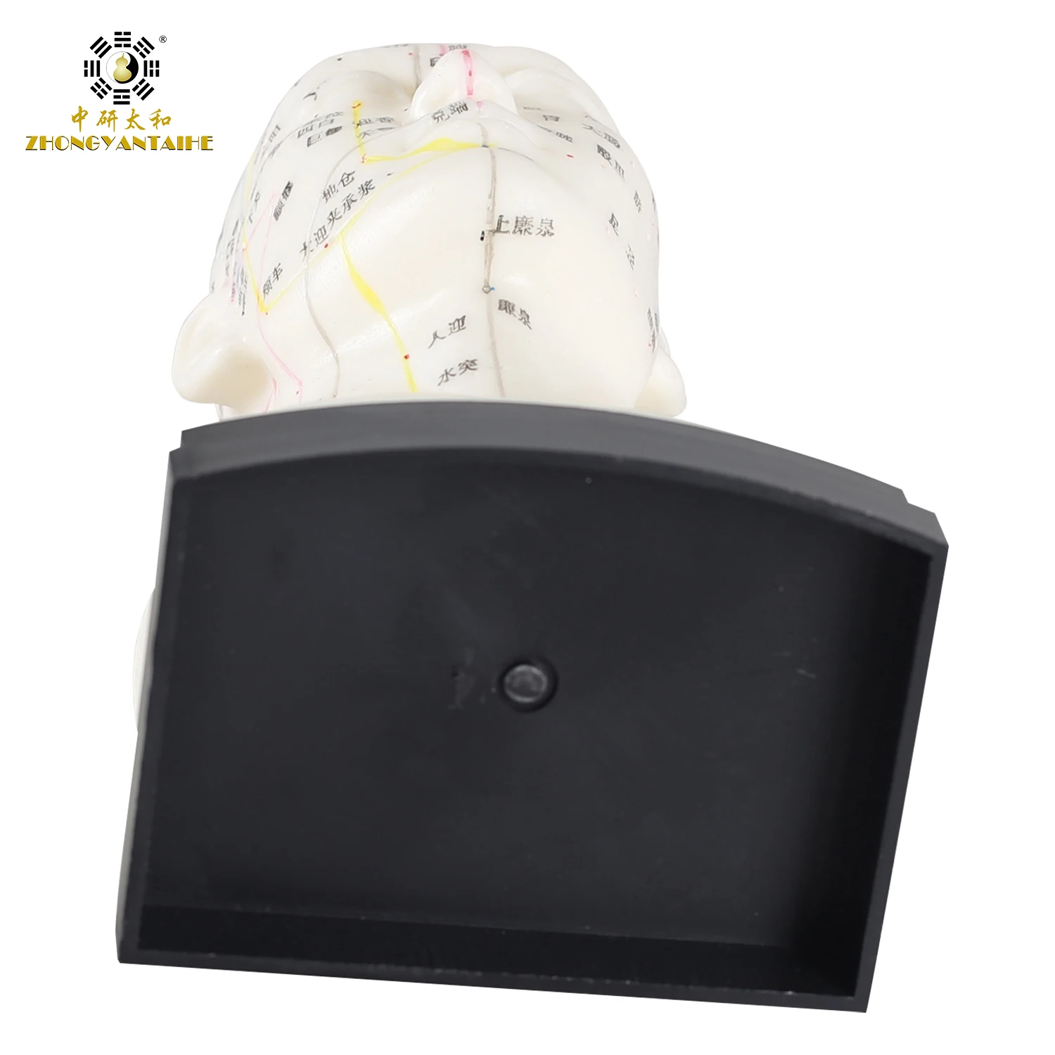 Chinese Head Acupuncture Model Head Acupuncture Model Point Model