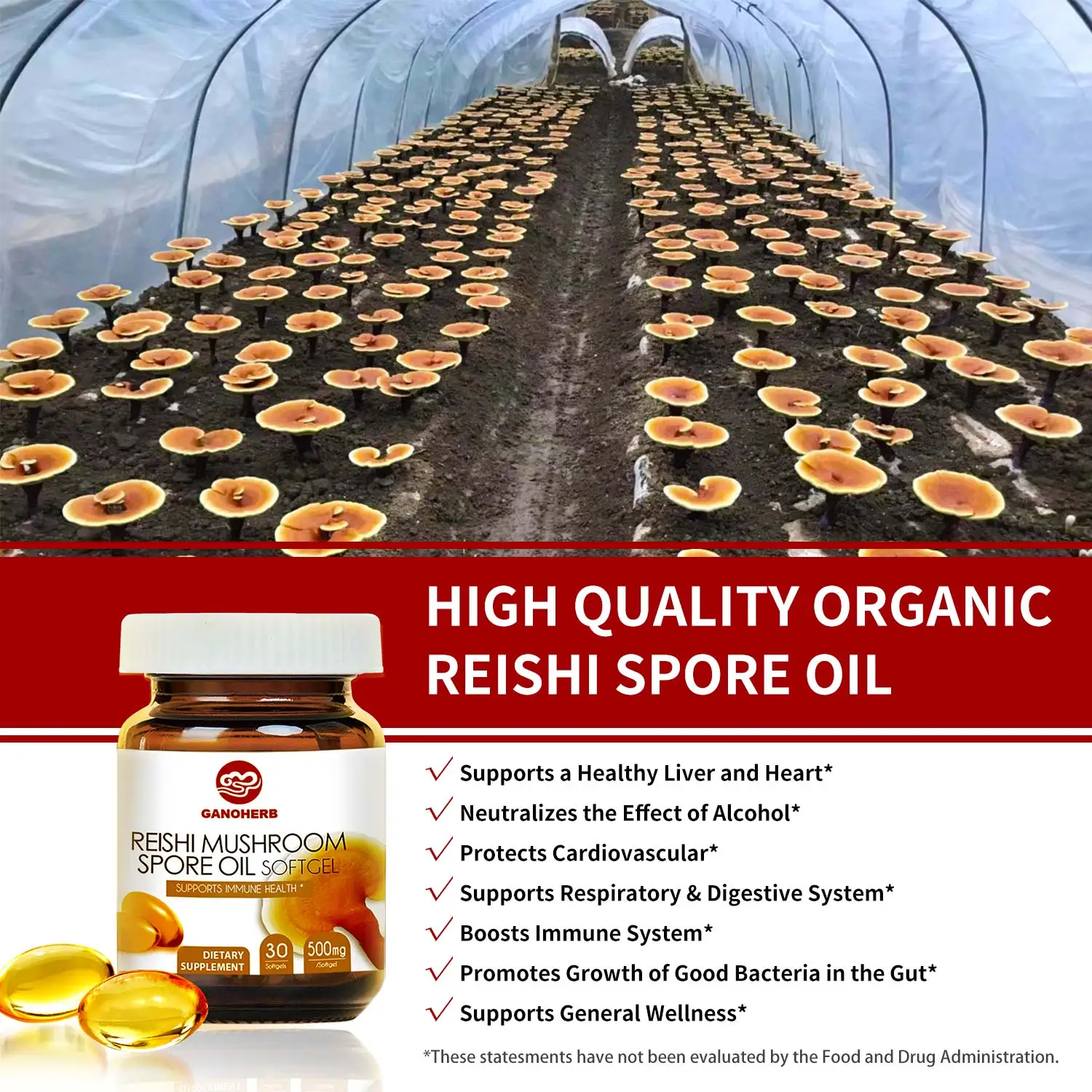 OEM Wholesale reishi mushroom lingzhi  herbal extract lucidum ganoderma lucidum  spore oil softgel capsule suplemento factory
