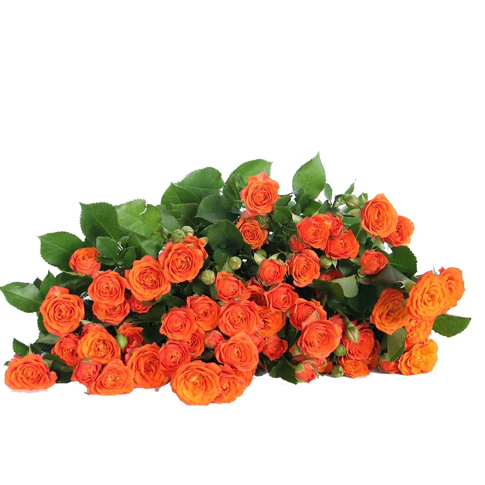 Competitive Price  Fresh Cut Flowers Spray Head Roses 10 stems  Orange Barbie for Home Valentine Flower Arrangement Decoration