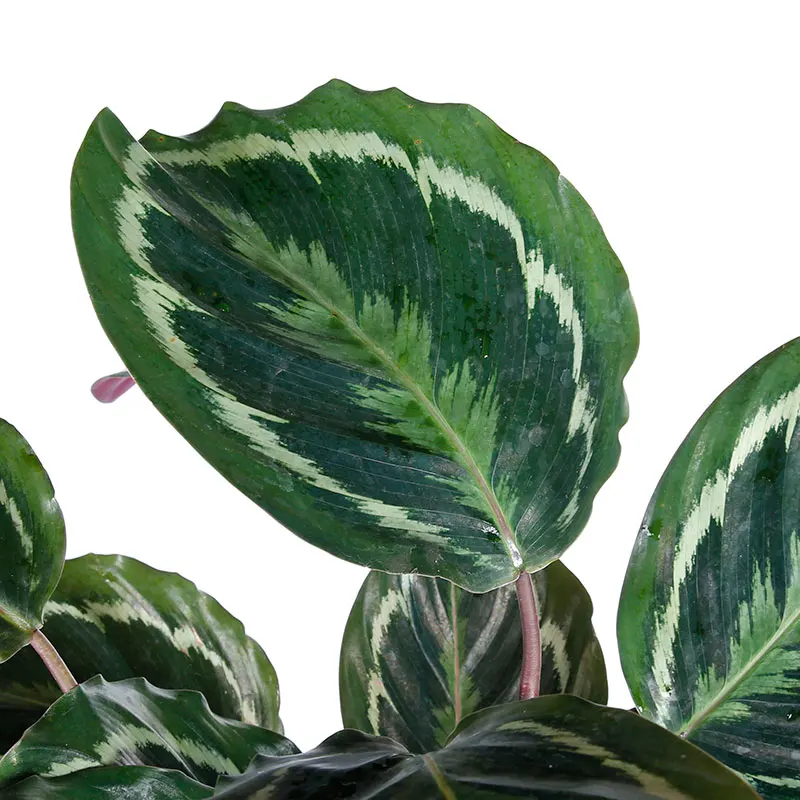  Комнатное наблюдение за листвой Calathea Shinestar подвесные цветы в горшке живые зеленые растения оптовая продажа по низкой