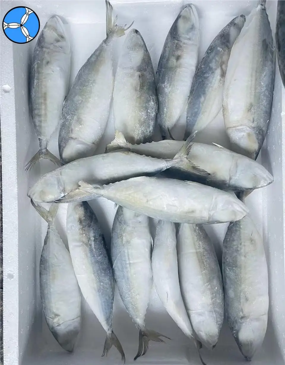 Cheap Price High Level Indian Mackerel Seafood Supplier Price for Sale