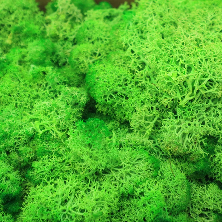 wholesale preserved flowers and plants natural real moss wall art green stabilized reindeer preserved moss wall for decor