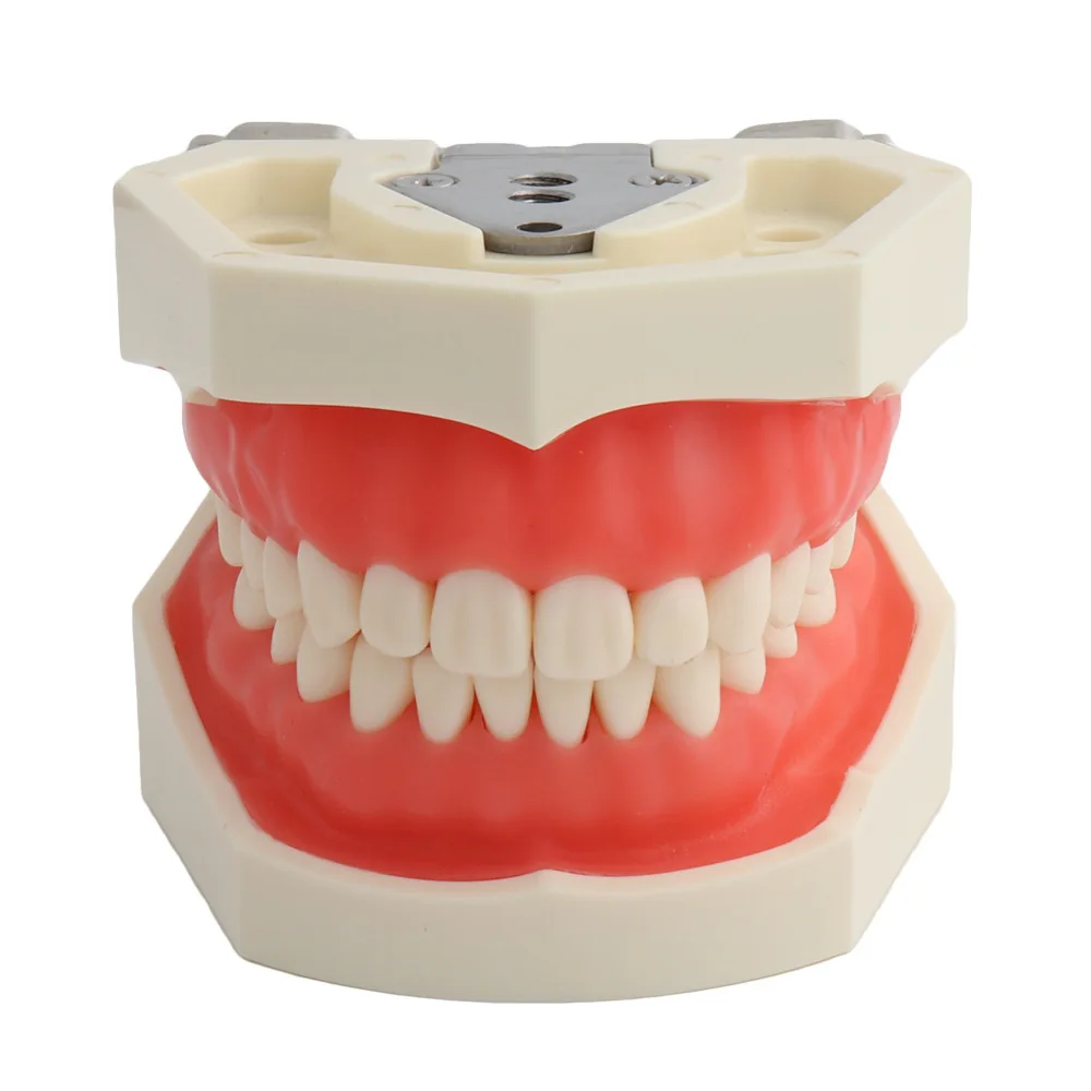 Study on Removable 28/32 Plastic Human Dental Practical Denture Model for Medical Teaching