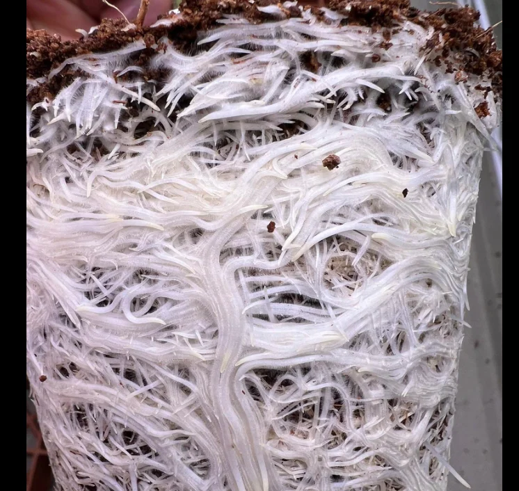 Peat Moss Made From Coconut Coir That Has Been Conditioned To Suit Plant Growth Can Be Used To Grow All Types Of Seeds