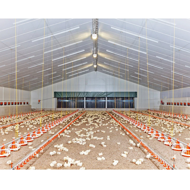 Factory Direct Sale Automated chicken breeding equipment Chicken Drinking Broiler Chicken Ground