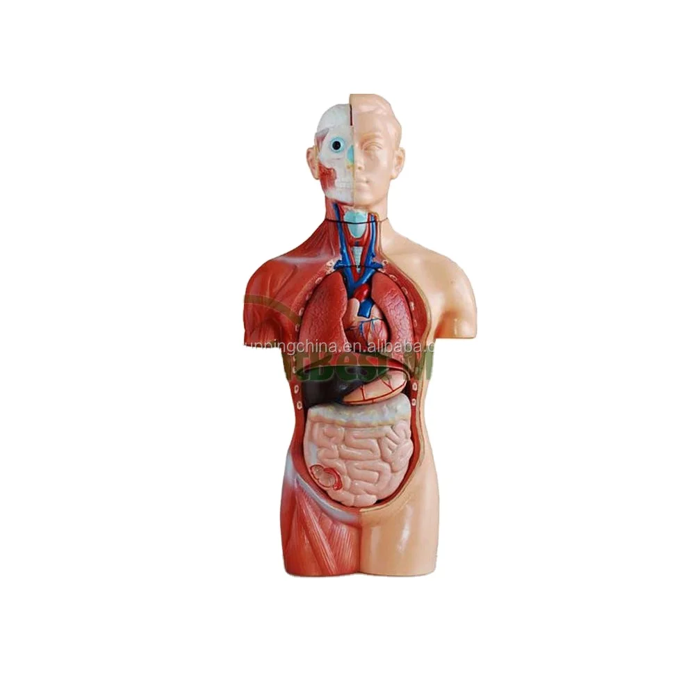 Human Anatomy Sexless Torso Model 42CM 18 Parts PVC Ce OEM Dds Massage Bioelectric Machine Accessories Electronics Devices