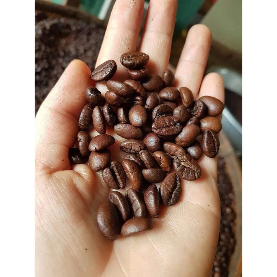 Robusta coffee beans Roasted Coffee Bean Vietnam - WHATSAP 0084989322607