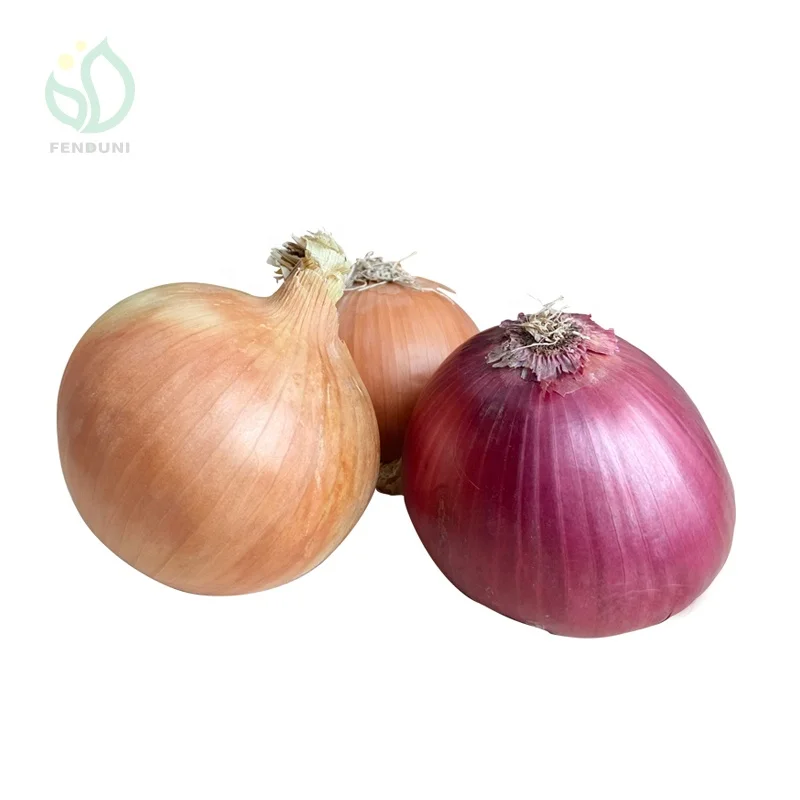 Fresh yellow onion brown onion non peeled onion price 1 kg