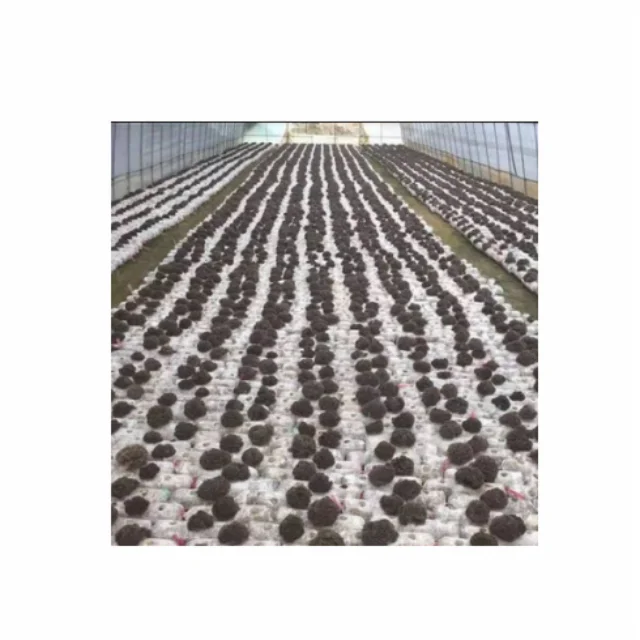 
Hottest Selling Wholesale Cheapest Grifola Frondosa Spawn Bags 