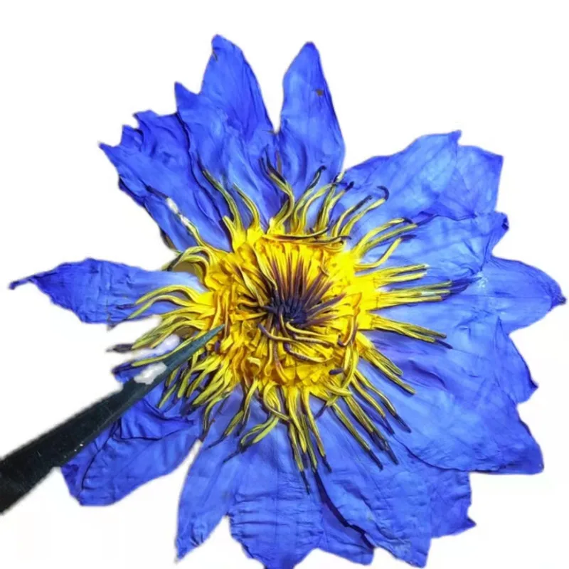2023 Lan lian hua Best Brand High Quality dried nymphaea caerulea blue lotus