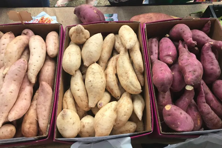 Wholesale High Quality Premium New Season Cheap Price Bulk Organic Fresh Natural Honey Sweet Potato Bulk