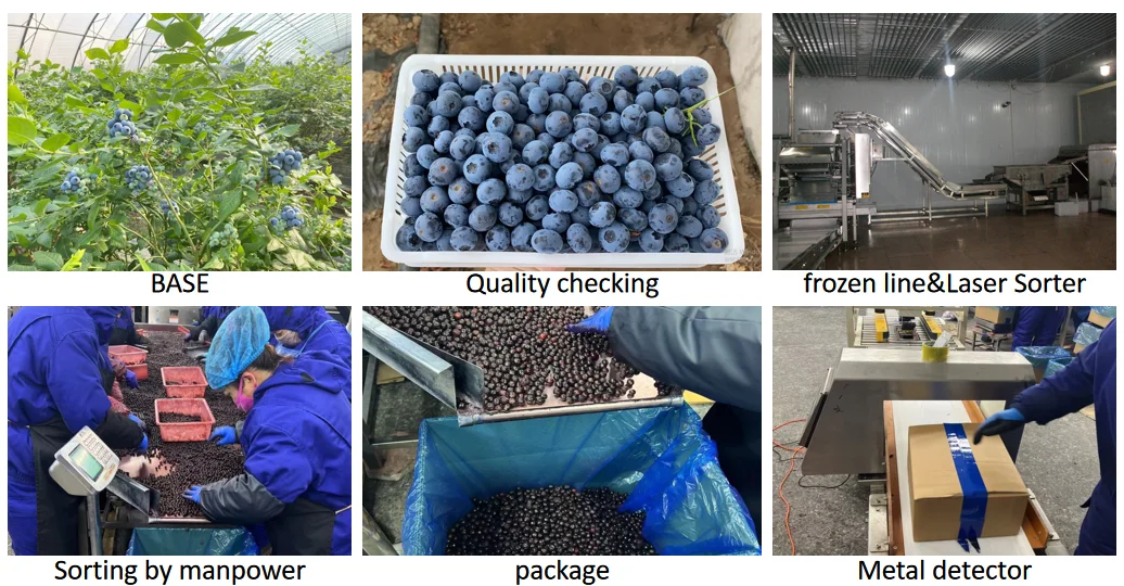 Competitive Frozen Blueberry Prices Premium Organic Frozen Wild Blueberries for Bulk Buyers
