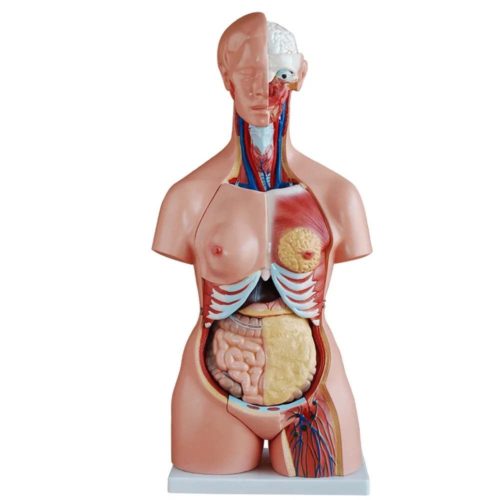 medical science Cheap biology laboratory plastic torso and stand mannequin human torso model medical anatomical model