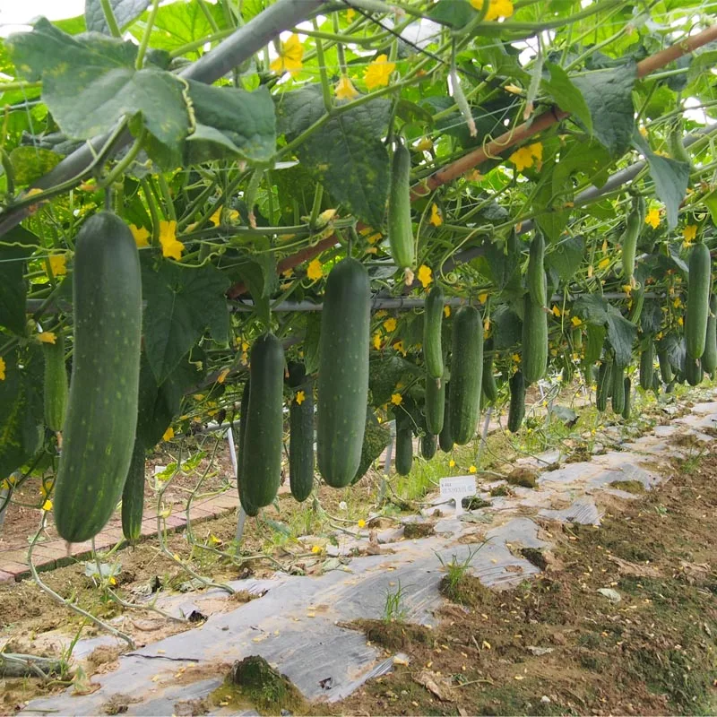 Crisp Delicious Bulk Long Cucumbers High Natural Green Vegetables Hot Price Exporters Quality Fresh Cucumber For Sale
