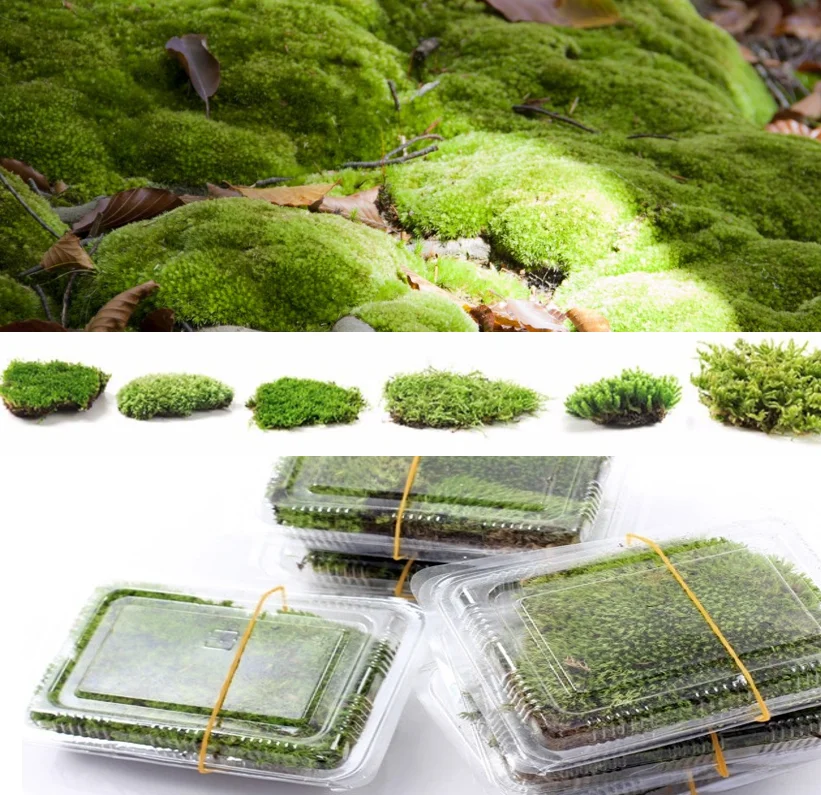 Natural  Live Moss, Real Muskeg Grass for Wall, Garden, Scene Decoration, Micro Landscape, Army Sand Table
