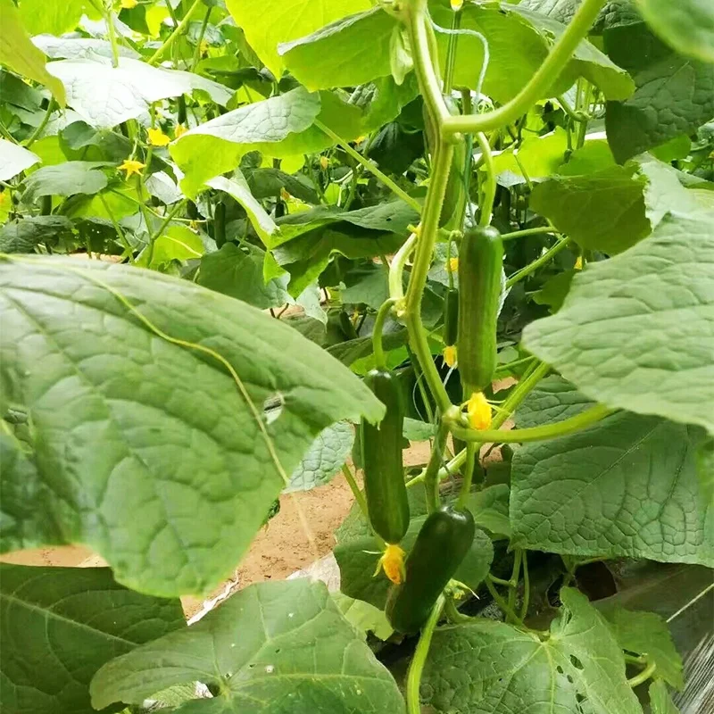 
From the Netherlands mini hybrid fruit cucumber seeds cucumber seeds 