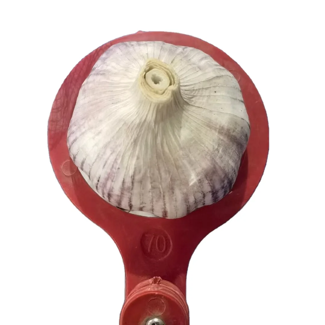 2023 свежий нормальный чеснок 5,0 см, 5,5 см, 6,0 см в сетчатых мешках 10 кг чеснока