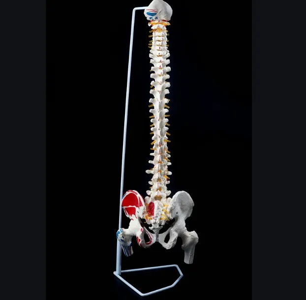 Medical Supplies Plastic Skeleton Human Spine Anatomical Model Hospital Display Model Medical Science Educational Models YL-126C