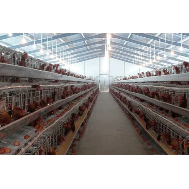 10000 Chickens Moderate Price Large Scale Automatic poultry farm design broiler chicken farm