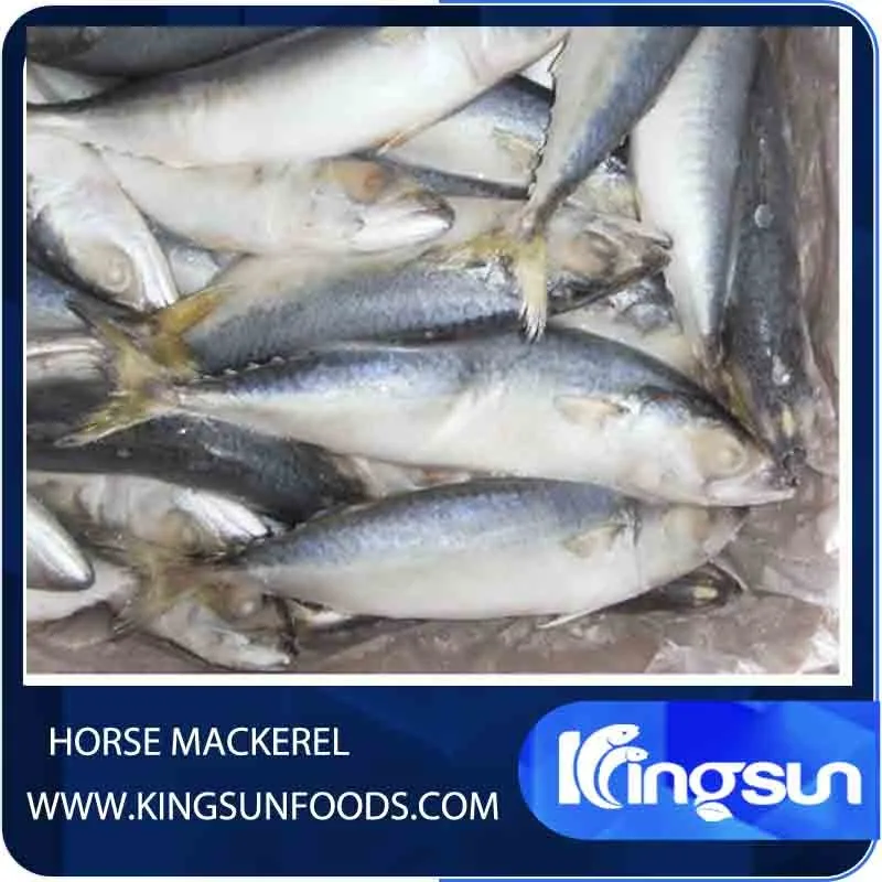Frozen Horse Mackerel Trachurus Japonicus Whole Dried Fish with round Fat Water Preserved Packaged in Bulk Bag