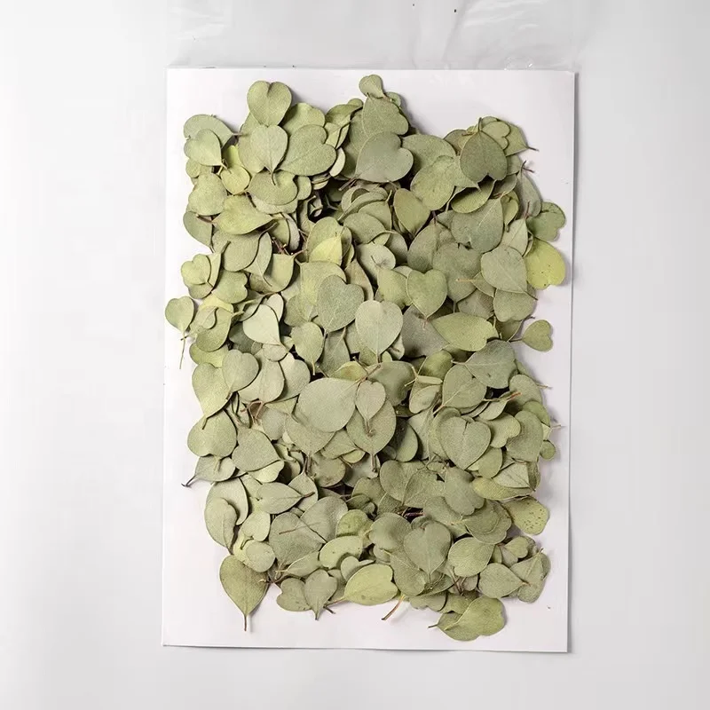 MNR2086 hear size dried eucalyptus leaves for DIY resin craft