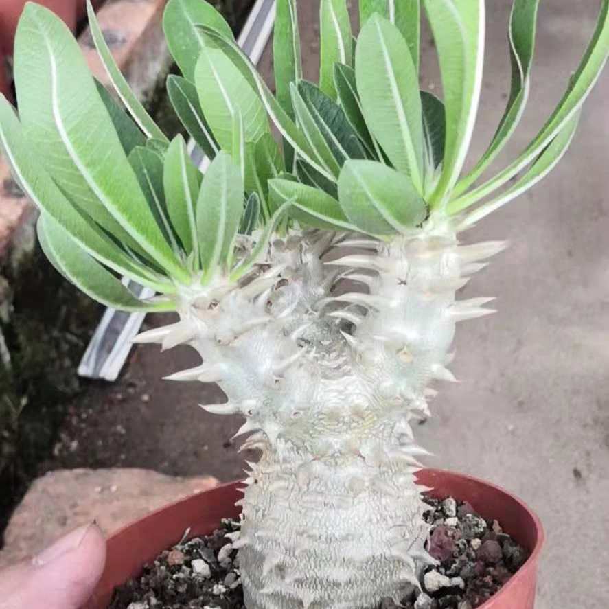 Wholesale cactus rare plants real cacti Pachypodium densiflorum live plant Thailand succulent nursery live plant