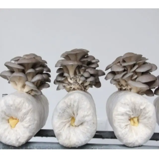 
high yield Oyster mushroom spawn/grow kits for export 