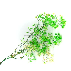 Factory  preserved gypsophila preserved flower bouquet preserved flowers and plants  dried lavender flowers