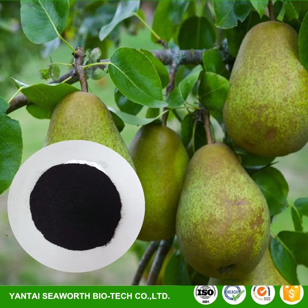 Discount granular kelp fertiliser with low price